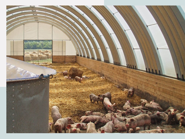 Строительство свинарников в Вологде